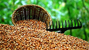 Toprak Mahsulleri Ofisinden 'fındık alım fiyatı' açıklaması