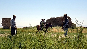 Van Gölü çekildi, su altında kalan araziler gün yüzüne çıktı