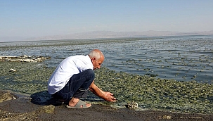 Van Gölü'nün Erciş sahillerinde yosunlaşma tehlikesi