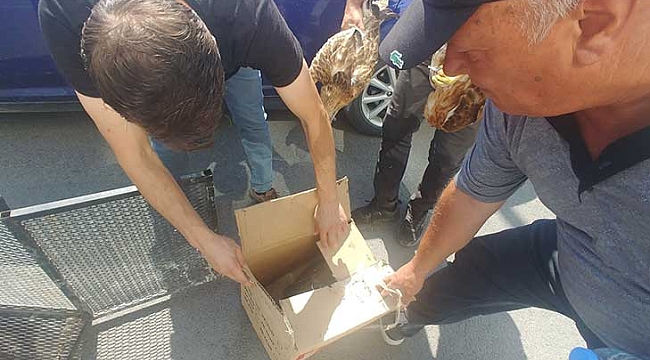 Yaralı kartallar tedavi altına alındı