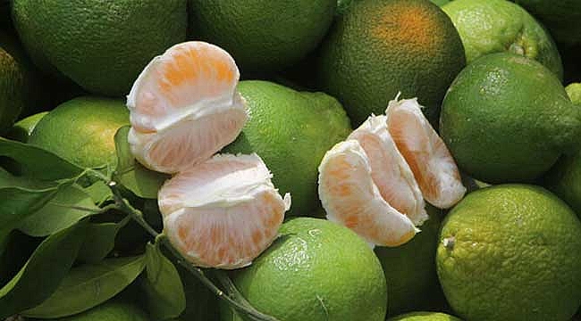 Adana'da mandalina hasadı başladı