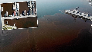İzmit Körfezi, alg çoğalmasıyla kahverengiye döndü