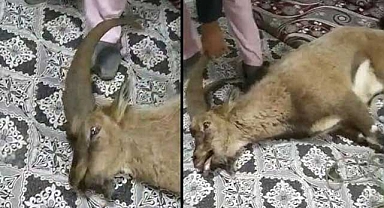 Davetsiz Misafir Dağ Keçisi