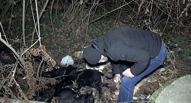 Düzce'de köpek ölümlerine inceleme