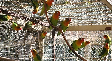 Satışı Yasak 26 Papağan ve 6 Saka Kuşuna El Koyuldu