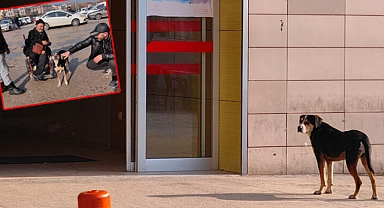 3 ay önce sahiplendiği köpek, hastane kapısından ayrılmadı