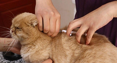 Çip taktırmayanlara ilk cezalar uygulandı