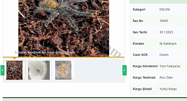 İnternetten tarantula satıyorlar; 26 bin 390 lira cezası var
