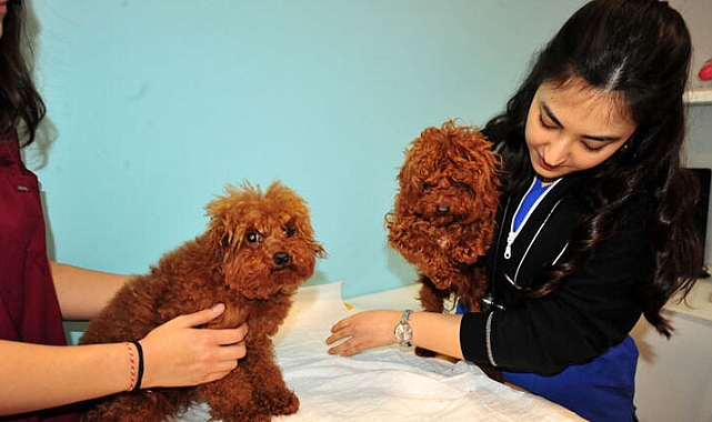 Türkiye'ye kaçak getirilen köpeklere el konuldu, HAYTAP tarafından tedavisi üstlenildi