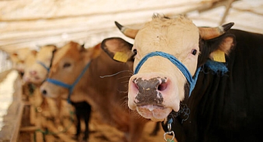 2023 Kurban Fiyatları Listesi! Diyanet büyükbaş ve küçübaş kurbanlık fiyatları ne kadar, kaç TL?