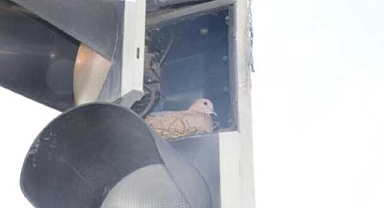 Açık bırakılan sarı trafik ışığına kumru yuva yaptı