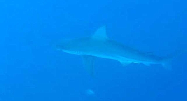 Akdeniz'de köpek balığı popülasyonu yüzde 97 azaldı