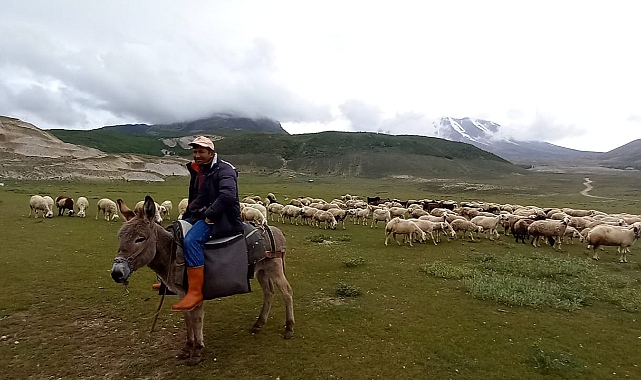 Develide Yayla Ve Mera Alanlarının Daraltılması Küçükbaş Hayvancılık Faaliyetleri Üzerindeki Olumsuz Etkisi