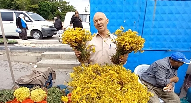 Erciyes’ten Sarı Kantaron Toplama Zamanı 