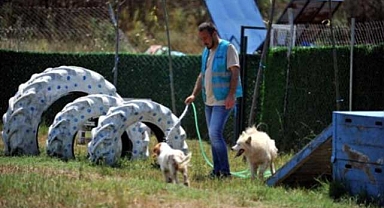 Farklı cins 20 evcil köpek için yuva aranıyor