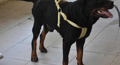 Felçli köpek Ateş'ten mucize adımlar