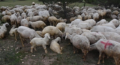 Flaş Haber- Kurbanlıklar için dikkat uyarısı yapıldı! 