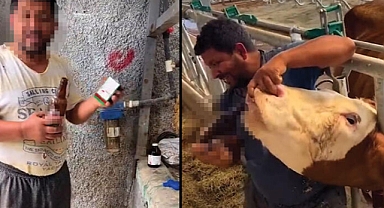 İneğe içki şişesinde sıvı içiren çiftlik çalışanı arandığı belirlenince gözaltına alındı