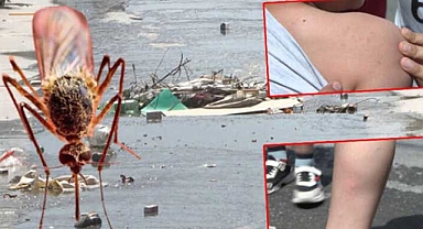 İstanbul'da sivrisinek şikayeti arttı