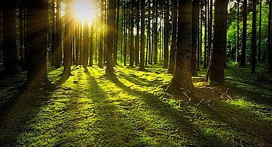 İstanbul Valiliği'nden orman girişi yasağı