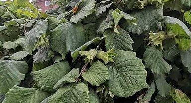 Karadeniz'de fındıkta 'külleme hastalığı'