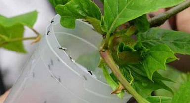 Karadeniz'de 'katil arı' paniği