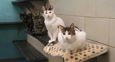 Kedilerde ameliyatsız kısırlaştırma mümkün