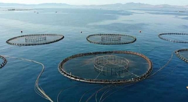 Kültür balıkçılığı üretim rekoru kırdı