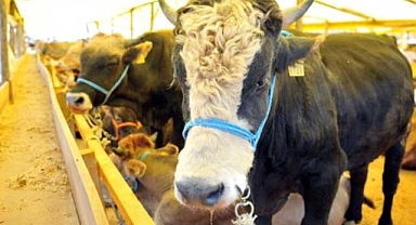 Kurbanlık alacaklara dikkat