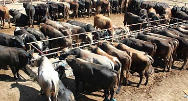 Sivas'ta şap karantinası nedeniyle kurban pazarı kurulmayacak