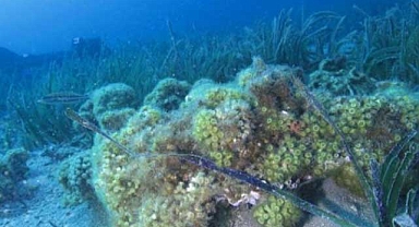 Taş mercanlar yok olma tehlikesinde