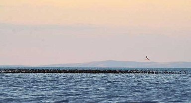 Tuz Gölü'nde yavru flamingo takibi