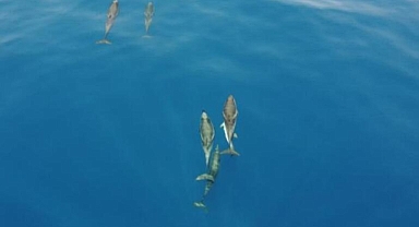 Akdenizde ki Yunuslar'a Duyarsız Kalma!