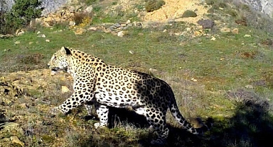 Anadolu Parsı avlayana verilecek ödül dudak uçuklattı
