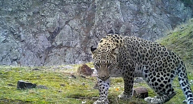 Avlanması Yasak Hayvanlara Zarar Verene,Dev Ceza!