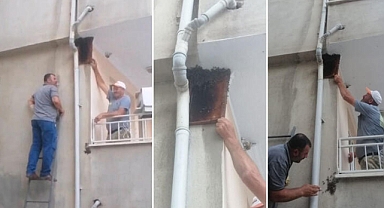 Bursa'da oğul veren arılar...