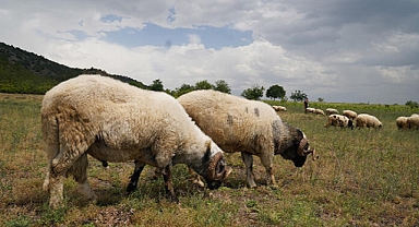 Hayvanlara 'mavi dil' karantinası