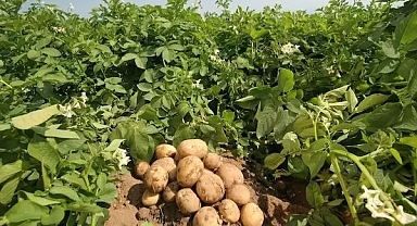 Kayseri’ye İlk Patates Ekimini 174 Yıl Önce İngiliz Konsolos Başlatmış