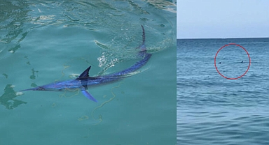 Köpek balığı sanılarak taşlandı...