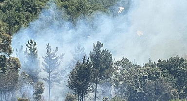 Osmaniye'de orman yangını