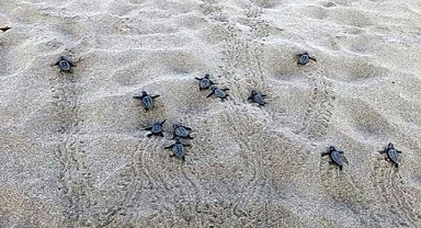 Patara'da yılın ilk yavru caretta heyecanı!