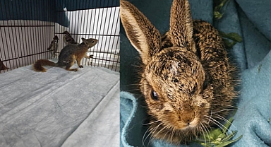 Yangından yaralı kurtarılan yavru sincap...