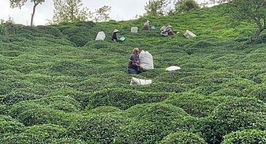 'Z kuşağı', çay tarımından uzak