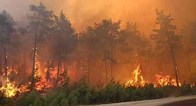 9 günde 175 hektar alan yangından zarar gördü