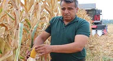 Adana'da mısır hasadı başladı
