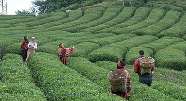 Ağaç kesimi heyelana en büyük etken!