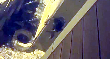 Avcılar'da internet kablosu çalan hırsız suçüstü yakalandı