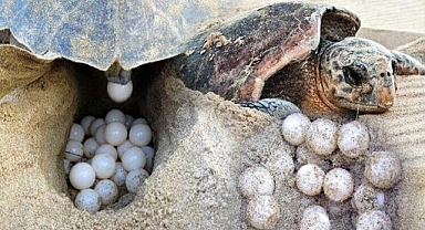 Caretta carettaların yumurtlama döneminde sorun yaşanmaması için gece boyu nöbet tutuluyor