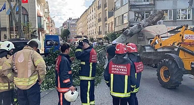 Kamyonetin üzerine devrilen ağaç paniğe neden oldu