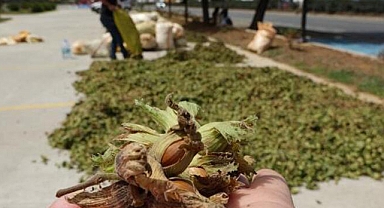 Karadeniz'de üretici, fındık kurutmak için sahile indi!